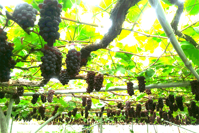 フリーズドライキング